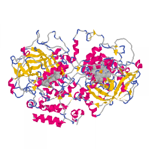 Ribbon representation of the Catalase enzyme