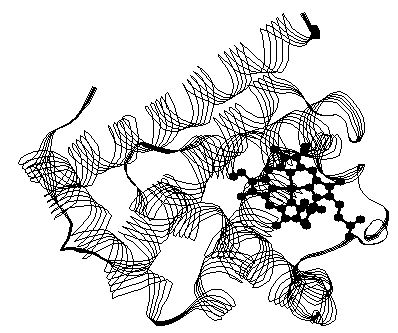 Strand representation of the structure of myoglobin