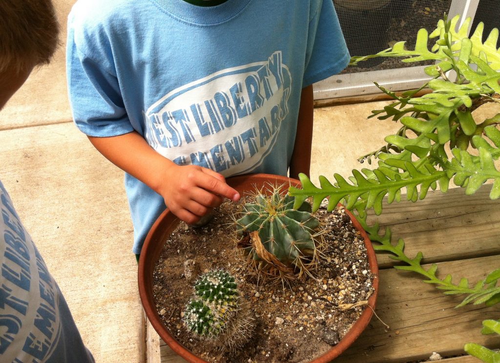 Kid planting two succulents