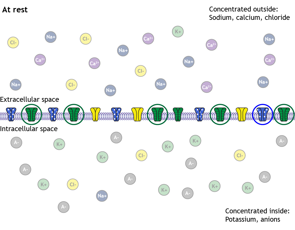 Illustrated neuron membrane at rest with illustrated ion channels. Most potassium channels are open, most sodium channels are closed, some chloride channels are open. Open potassium and sodium channels are circled. Ions inside and outside of the cell are faded.