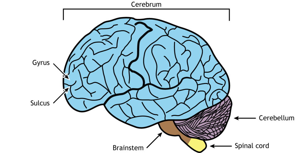 Illustration of the brain. Details in caption.