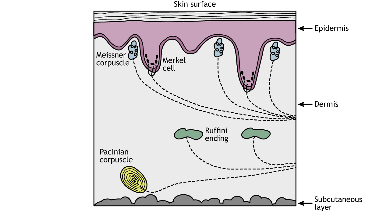 Illustration of a cross-section of skin showing location of touch receptors. Details in caption.