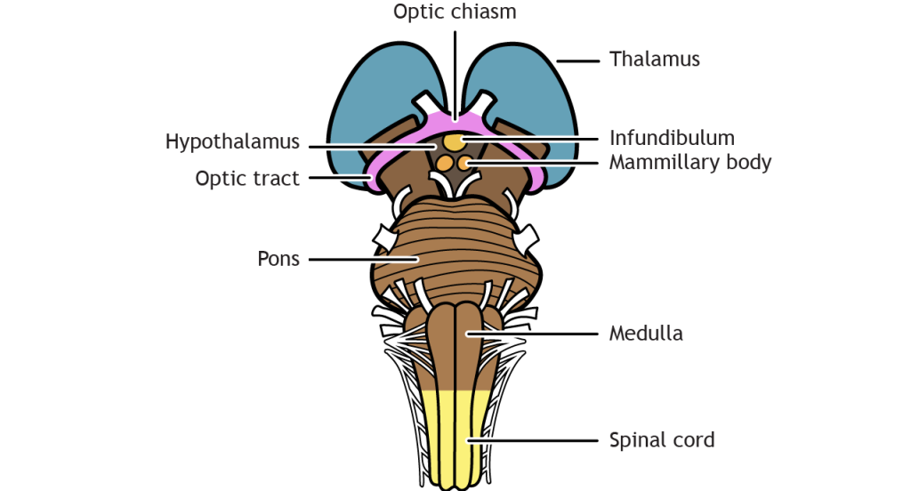 Illustration of the brainstem and diencephalon. Details in caption and text.