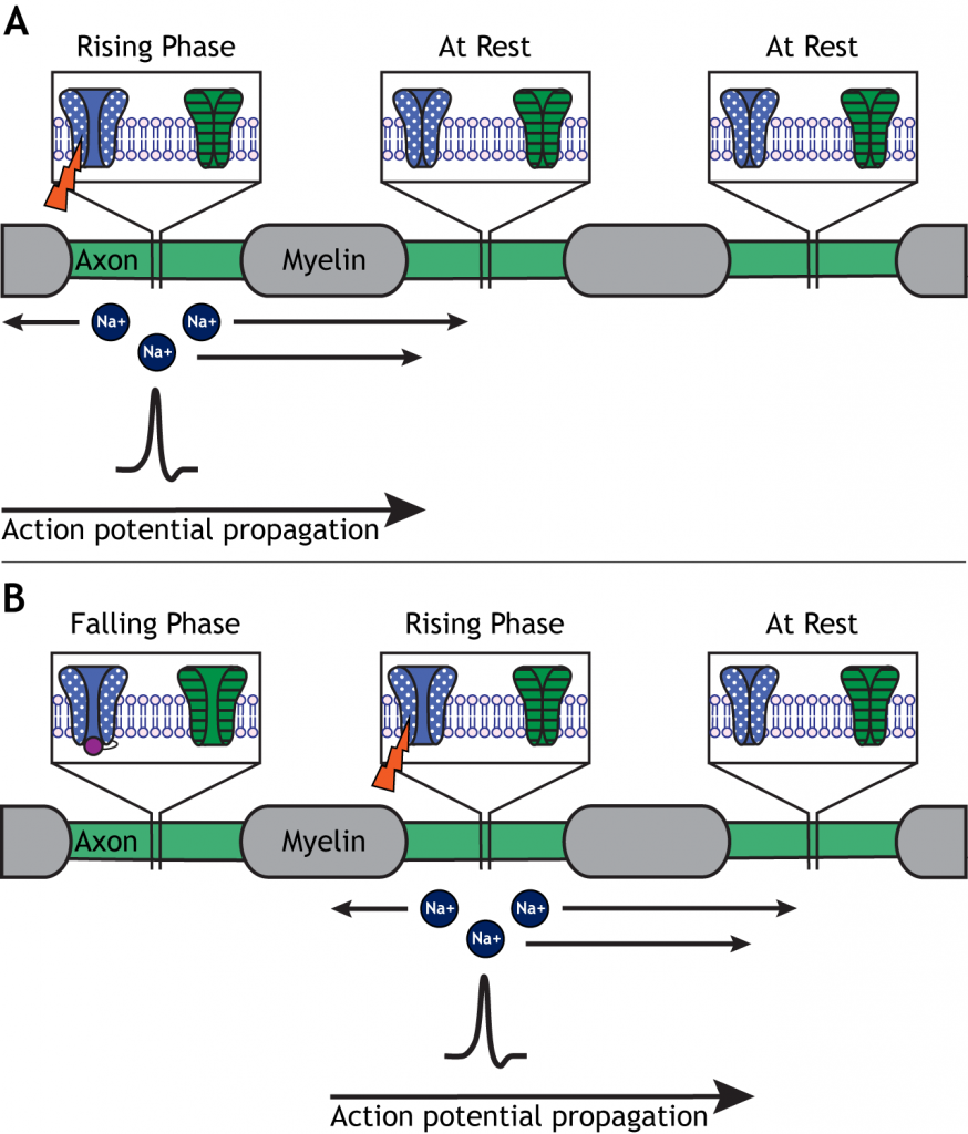 Illustrated axon demonstrating saltatory conduction. Details in caption.