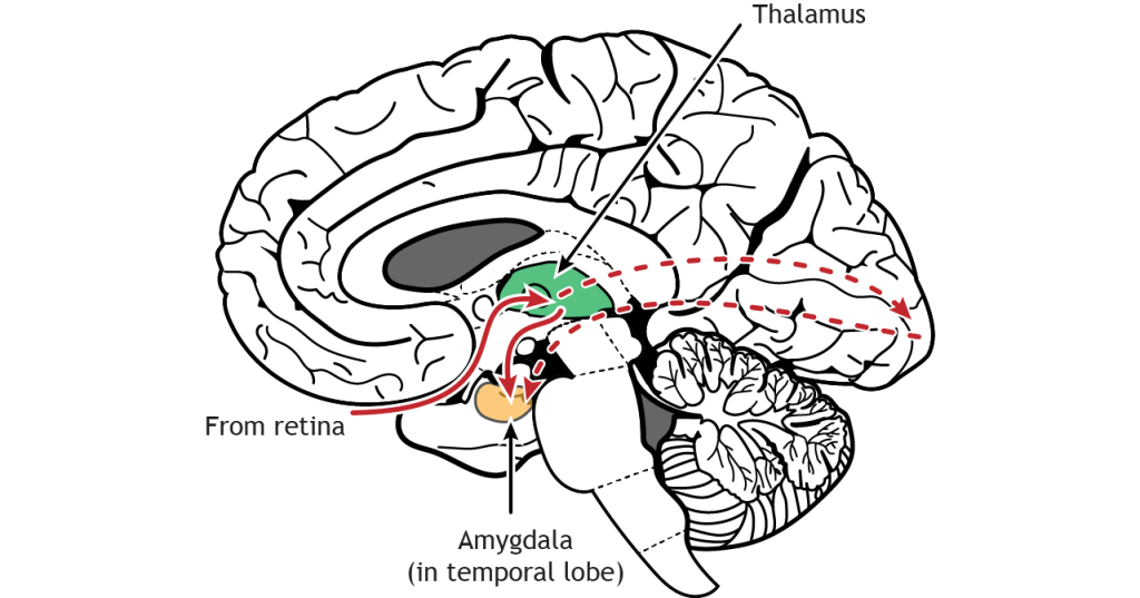 Illustration of a mid-sagittal brain section showing the direct retina-thalamus-amygdala visual pathway. Details in text and caption.