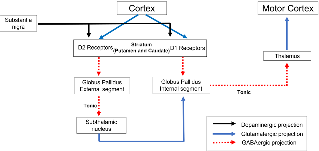 Diagram of basal ganglia. Details in caption and text.