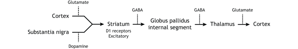 Illustration of direct pathway within the basal ganglia. Details in caption.