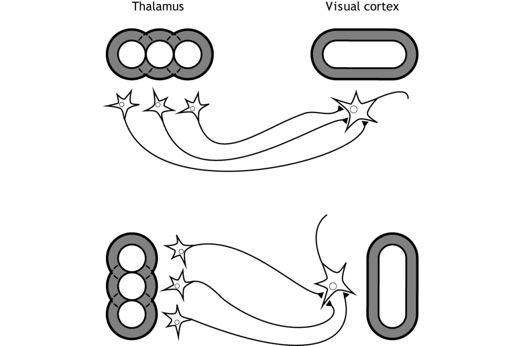 Illustration of thalamic neurons synapsing on visual cortex neurons with respective receptive fields. Detail in caption.