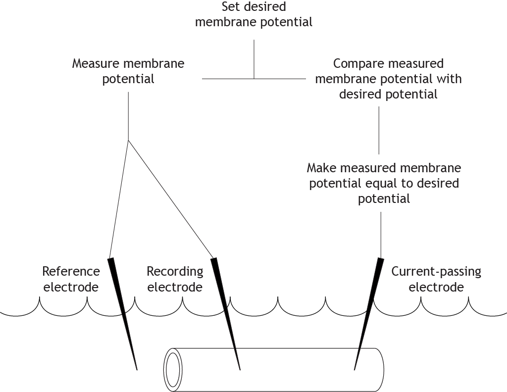 Steps that occur during the voltage clamp experiment. Details in caption.