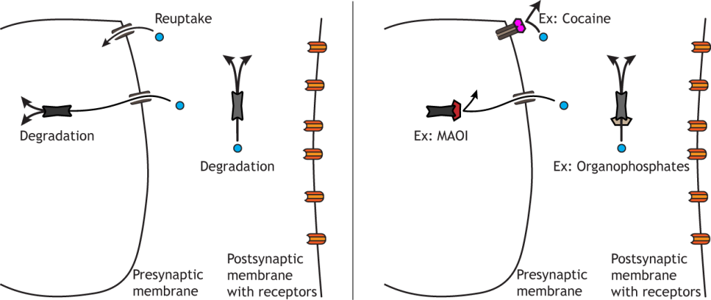 Illustration of synaptic terminal showing drug action on transmitter clearance. Details in caption.