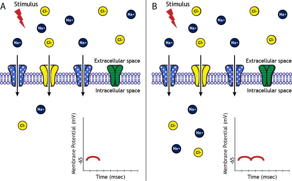 When an IPSP and EPSP occur simultaneously, the magnitude of the depolarization decreases. Details in caption.