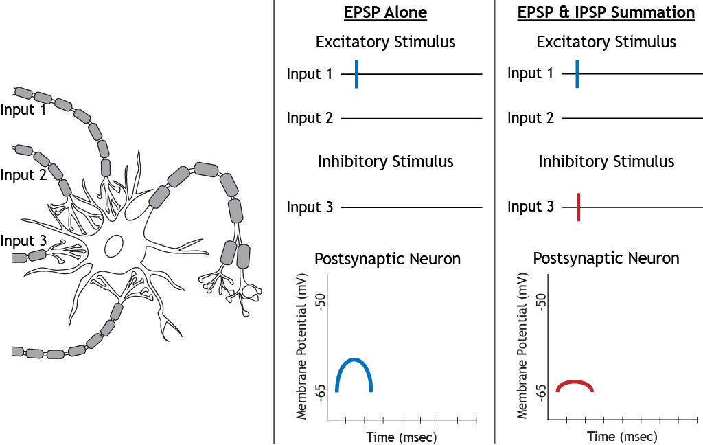 The effect of summation of excitatory and inhibitory stimuli. Details in caption.