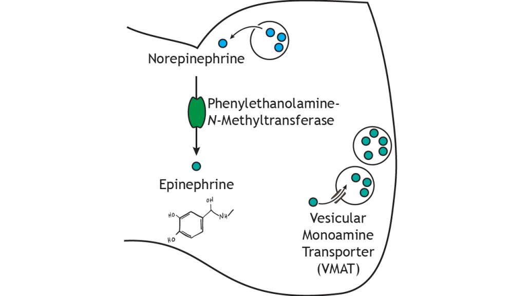 Illustrated pathway of epinephrine synthesis and storage. Details in caption.