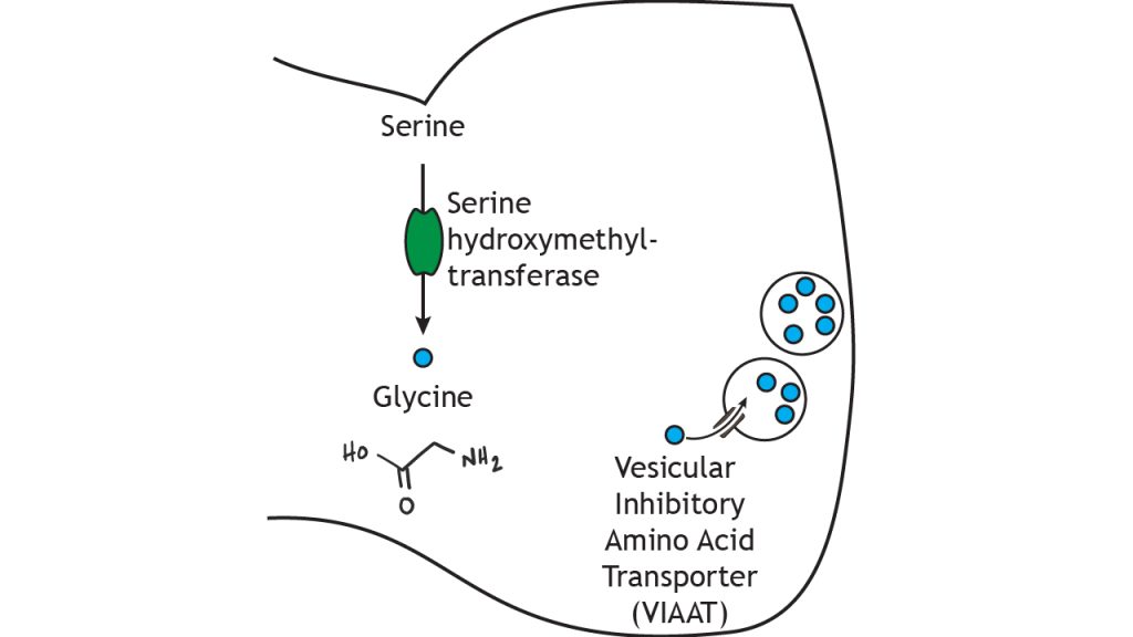 Illustrated pathway of glycine synthesis and storage. Details in caption.