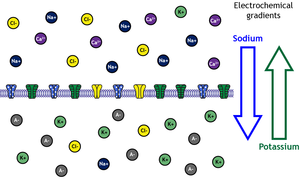 Illustrated neuron membrane at rest showing electrochemical gradients. Details in caption.