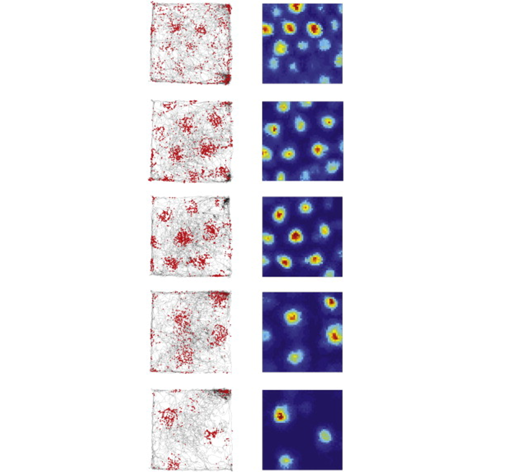 Grid cells in the entorhinal cortex fire when in a specific area of a grid within a previously explored environment. Details in caption and text.