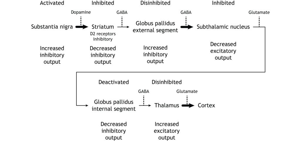 Illustration of synaptic changes in the indirect pathway as a result of inhibition. Details in caption.