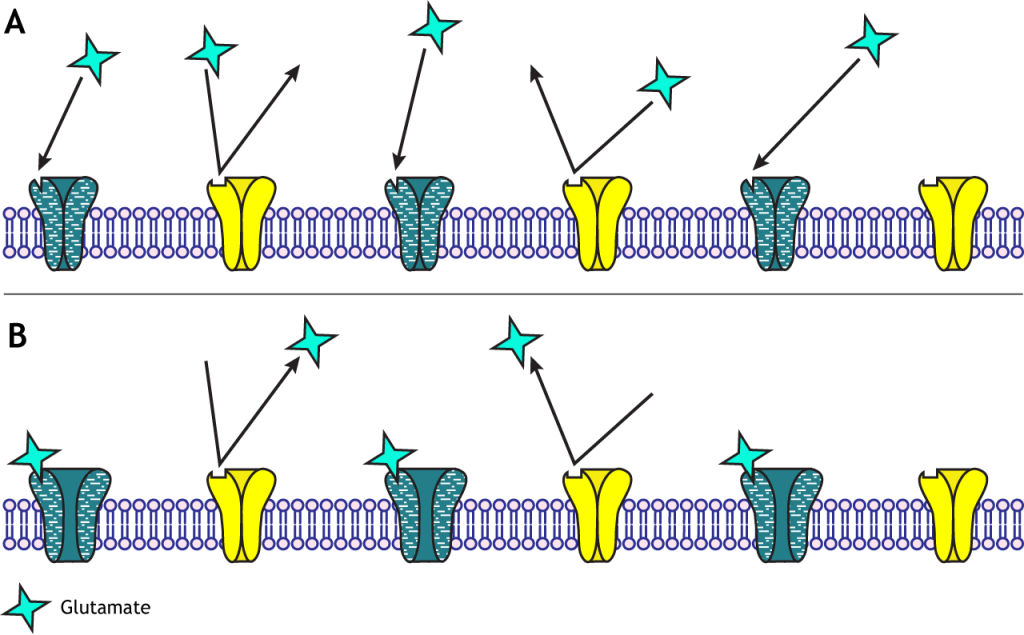 Illustrated channels showing specificity of ionotropic receptors to their specific neurotransmitter. Details in caption.