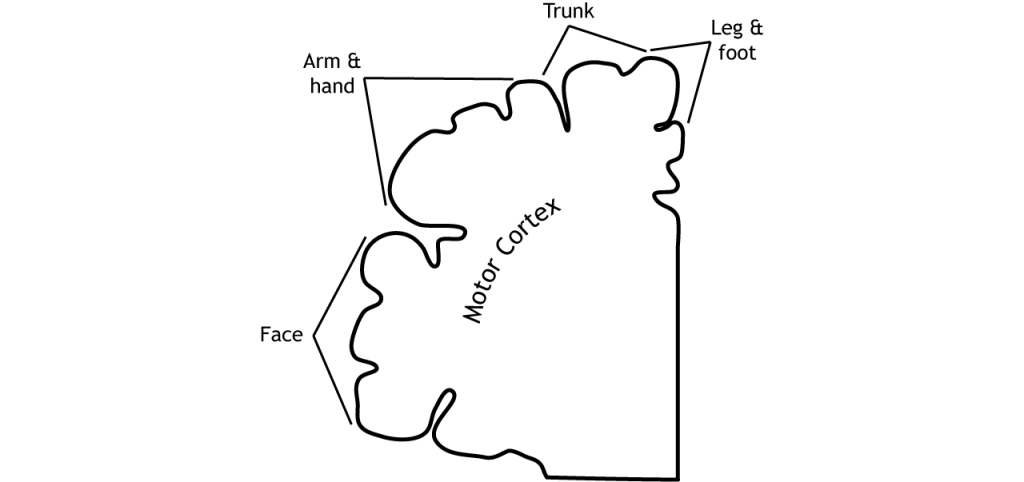 Illustration of the motor map of the motor cortex. Details in caption.