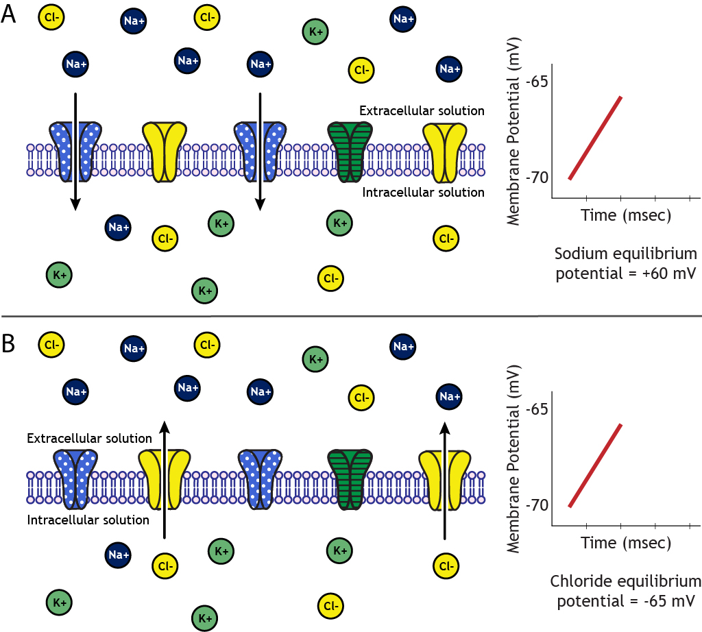 Two panel illustration showing ion movement. Details in caption.