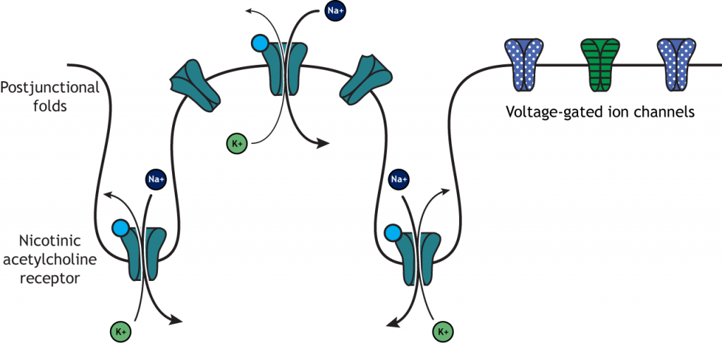 Illustration of postjunctional folds on muscle fiber and ion flow after acetylcholine action. Details in caption.