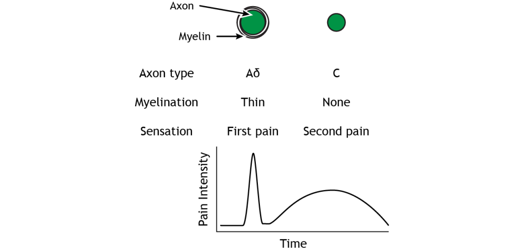 A delta fibers have thin myelination and cause first pain. C fibers have no myelination and cause second pain. Details in caption and text.