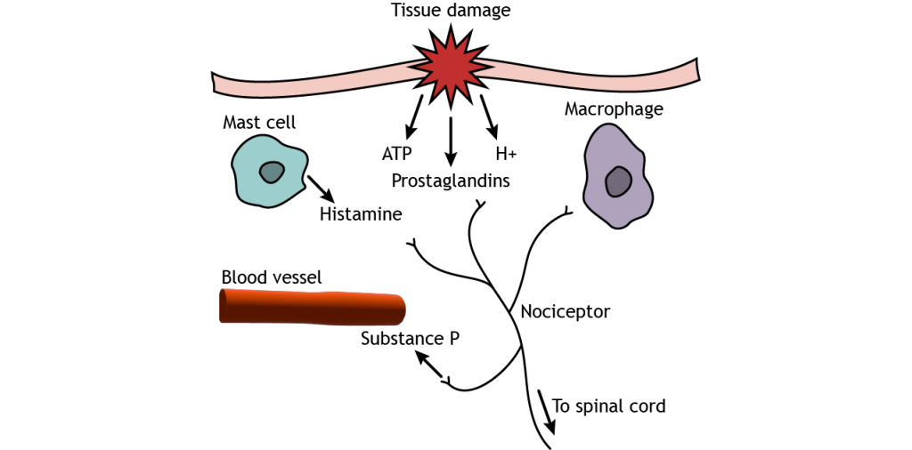 Illustration of inflammatory substances released during tissue injury. Details in caption and text.