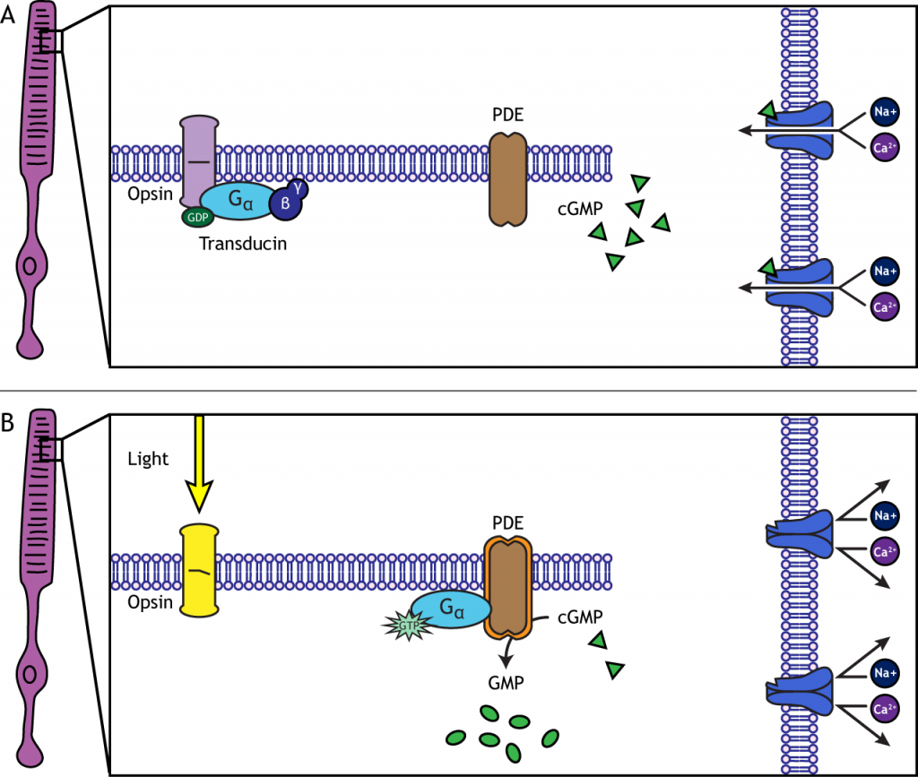 Illustration of the photoreceptor membrane showing phototransduction in light. Details in caption.