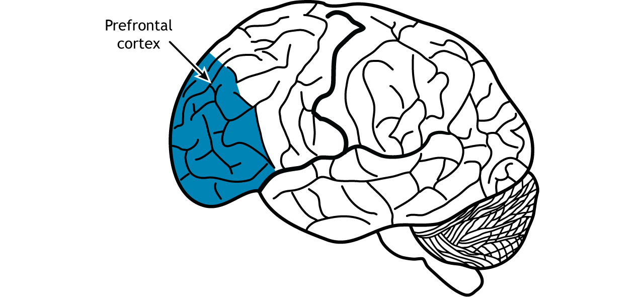 Illustration of the brain showing the location of the prefrontal cortex in the frontal lobe.