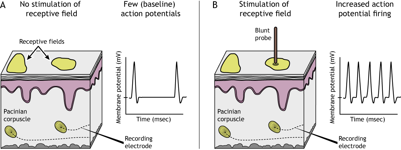 Illustration of mechanoreceptor receptive fields with and without stimulation. Details in caption.