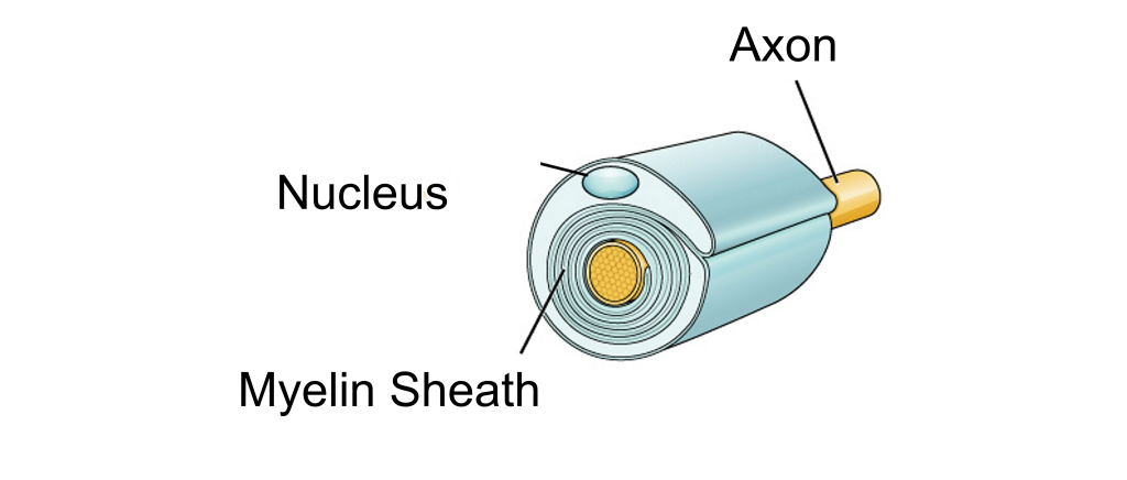 Image of Schwann cell wrapped around a neuron axon. Details provided in the text.