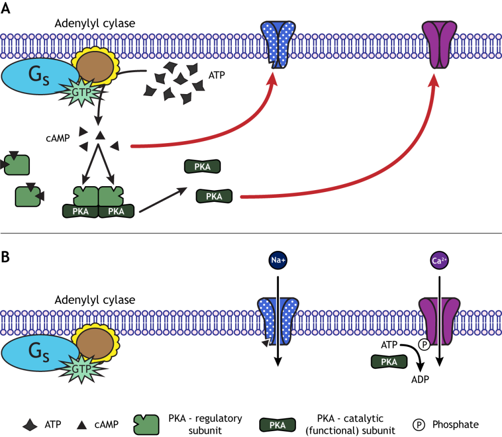 cAMP and PKA can open ion channels. Details in caption.