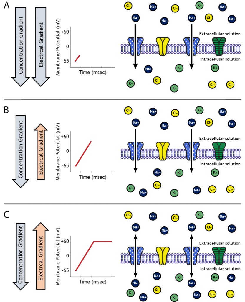 Four panel illustration of sodium movement as a result of electrochemical gradients. Details in caption.