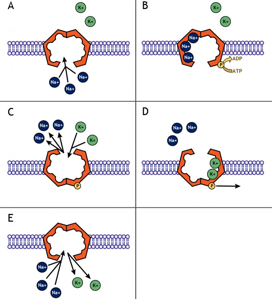 Five panel illustration showing sodium-potassium pump function. Details in caption.