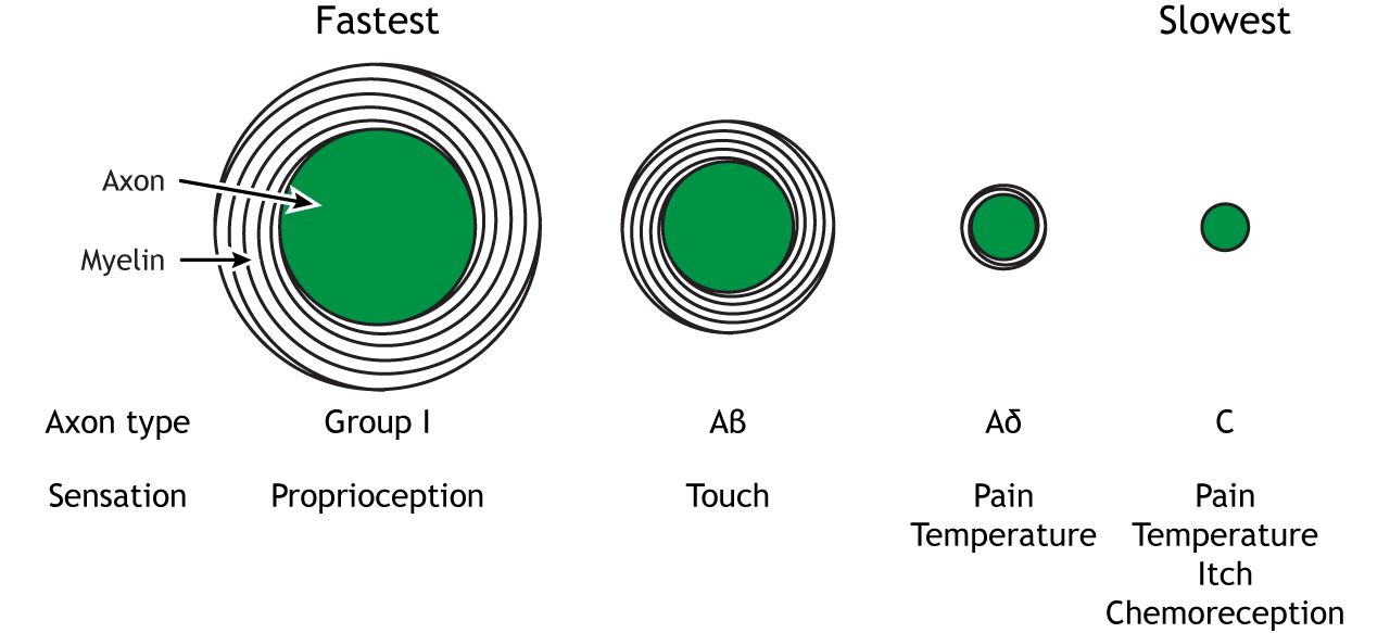 Illustrations of different axon diameters, myelination, conduction speed, and sensory modality. Details in caption.