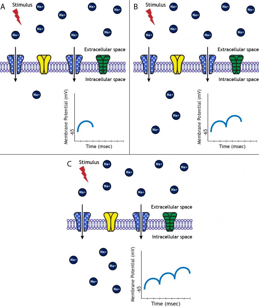 Multiple excitatory stimuli lead to summated EPSPs. Details in caption.