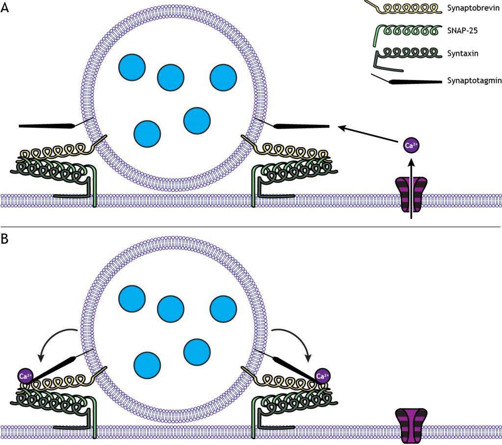 Snaptotagmin interacting with SNARE proteins in presence of calcium. Details in caption.