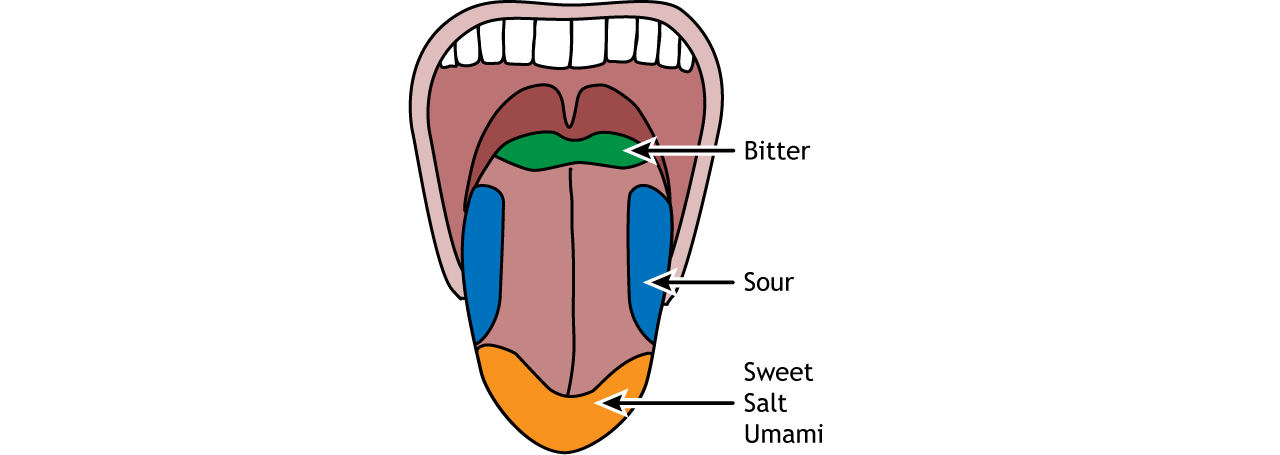 Illustration of the tongue and regions that are most sensitive to each of the five basic tastes. Details in caption.