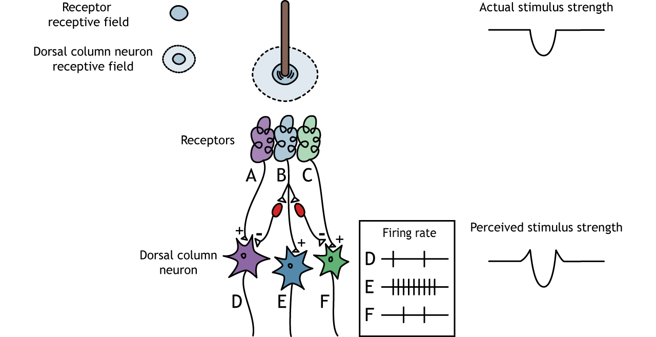 Illustration of actual versus perceived stimulus strength due to lateral inhibition. Details in caption.