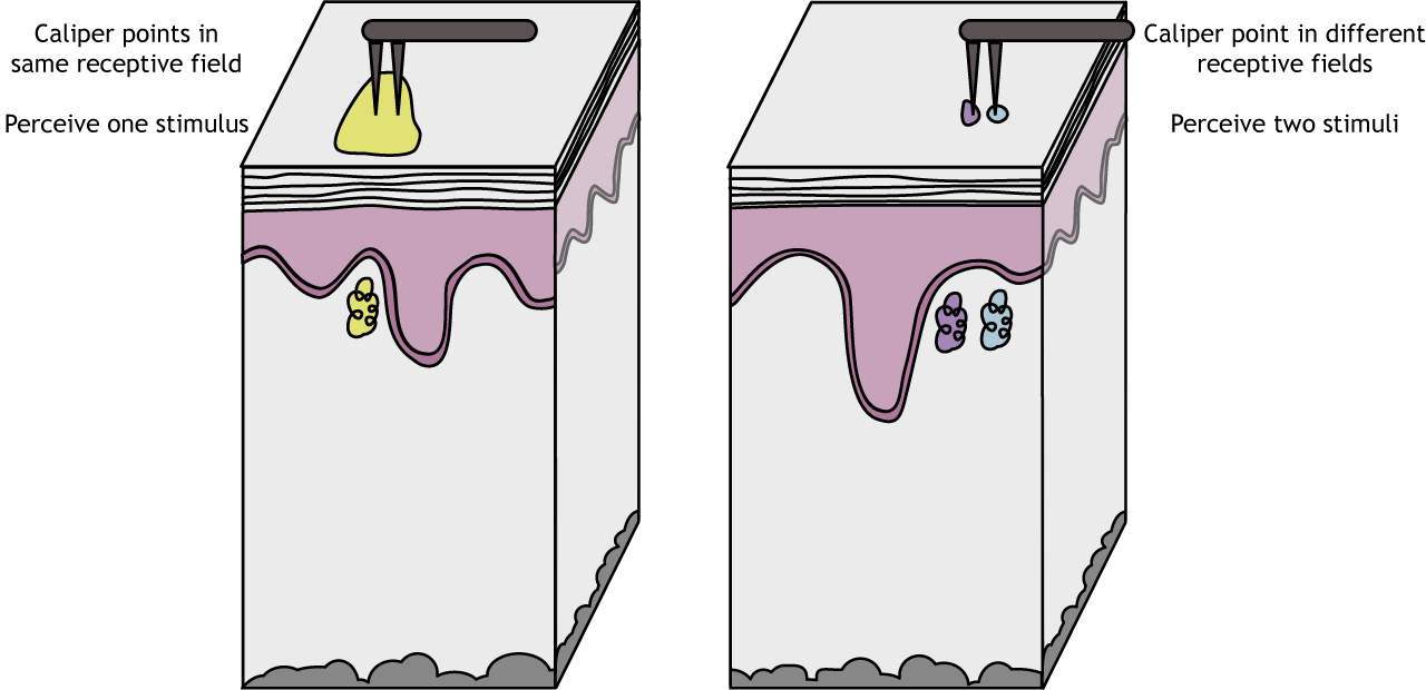 Illustration of calipers interacting with receptive fields of different sizes. Details in caption.