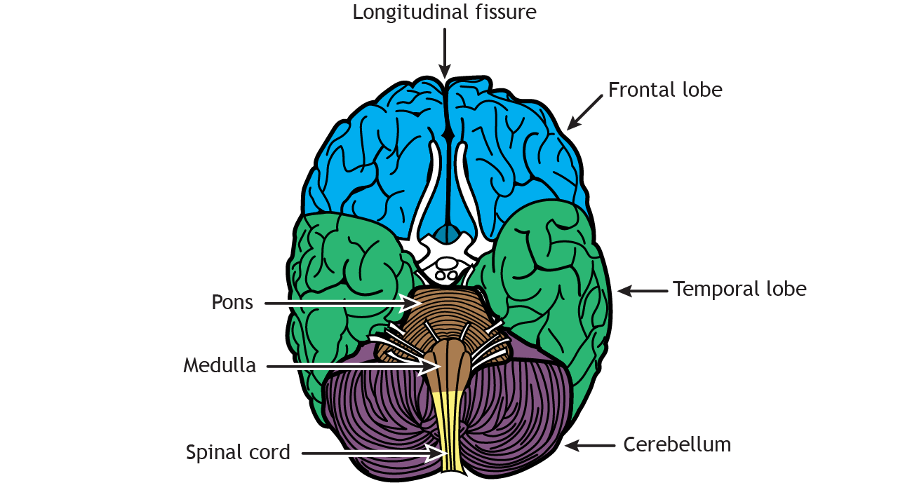 Illustration of the ventral surface of the brain. Details in text and caption.