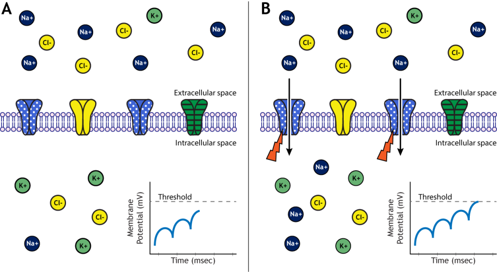 Illustrated membrane showing voltage-gated channels opening at threshold. Details in caption.