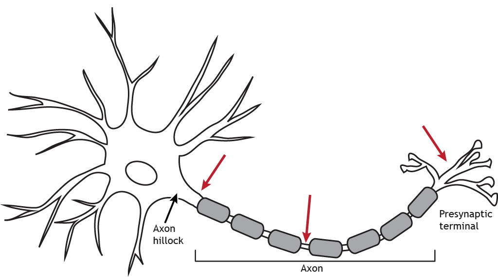 Illustrated neuron with arrows indicating location of voltage-gated channels along axon and terminal. Details in caption.