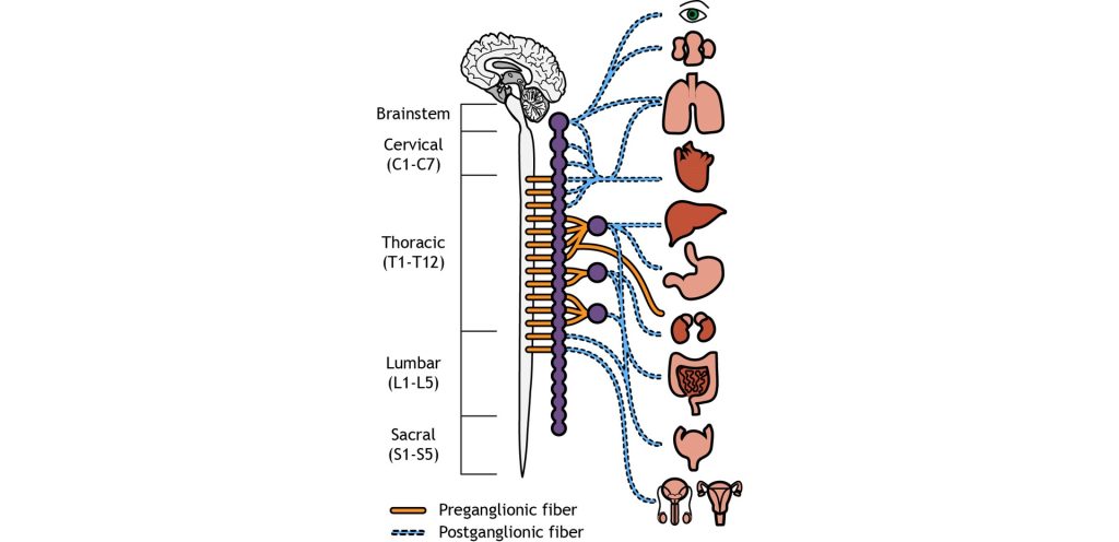 Illustration of the location of pre- and postganglionic neurons of the sympathetic nervous system. Details in caption and text.