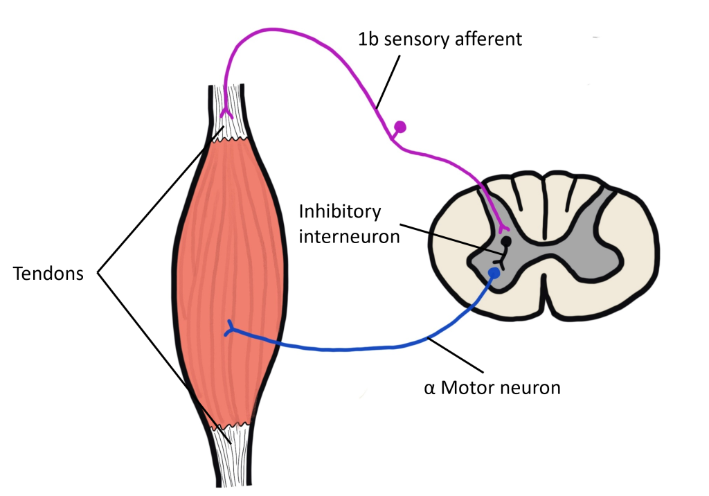 Image of Golgi tendon organ signaling. Details in caption and text.